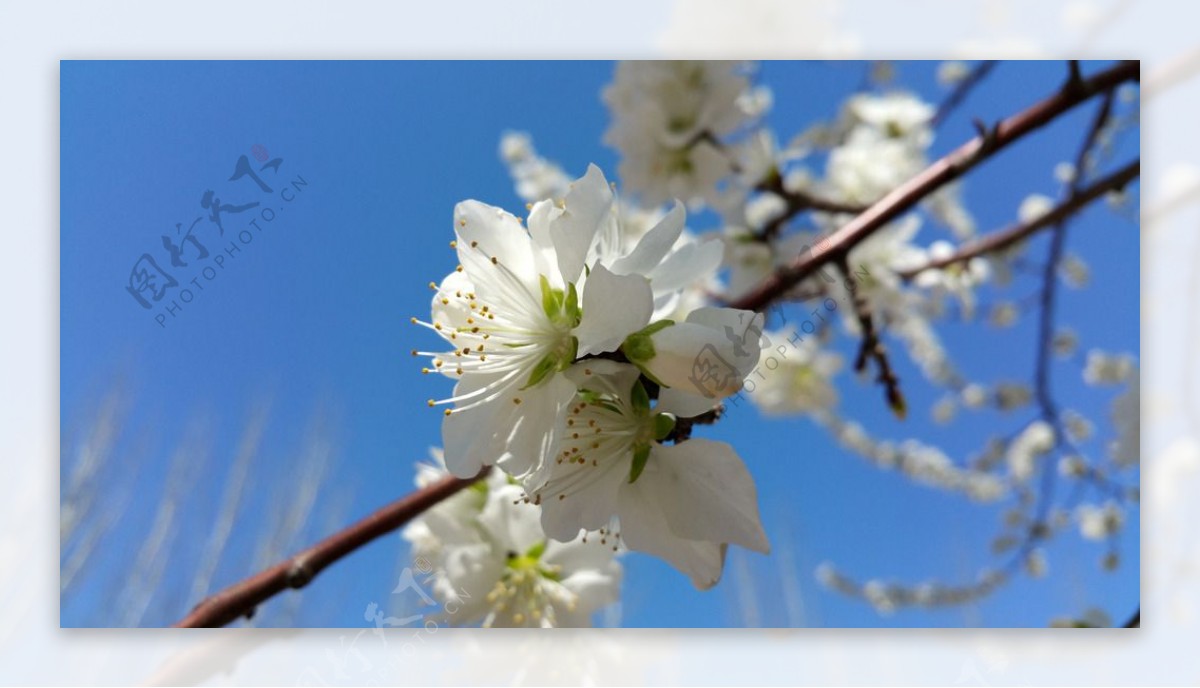 春天桃花