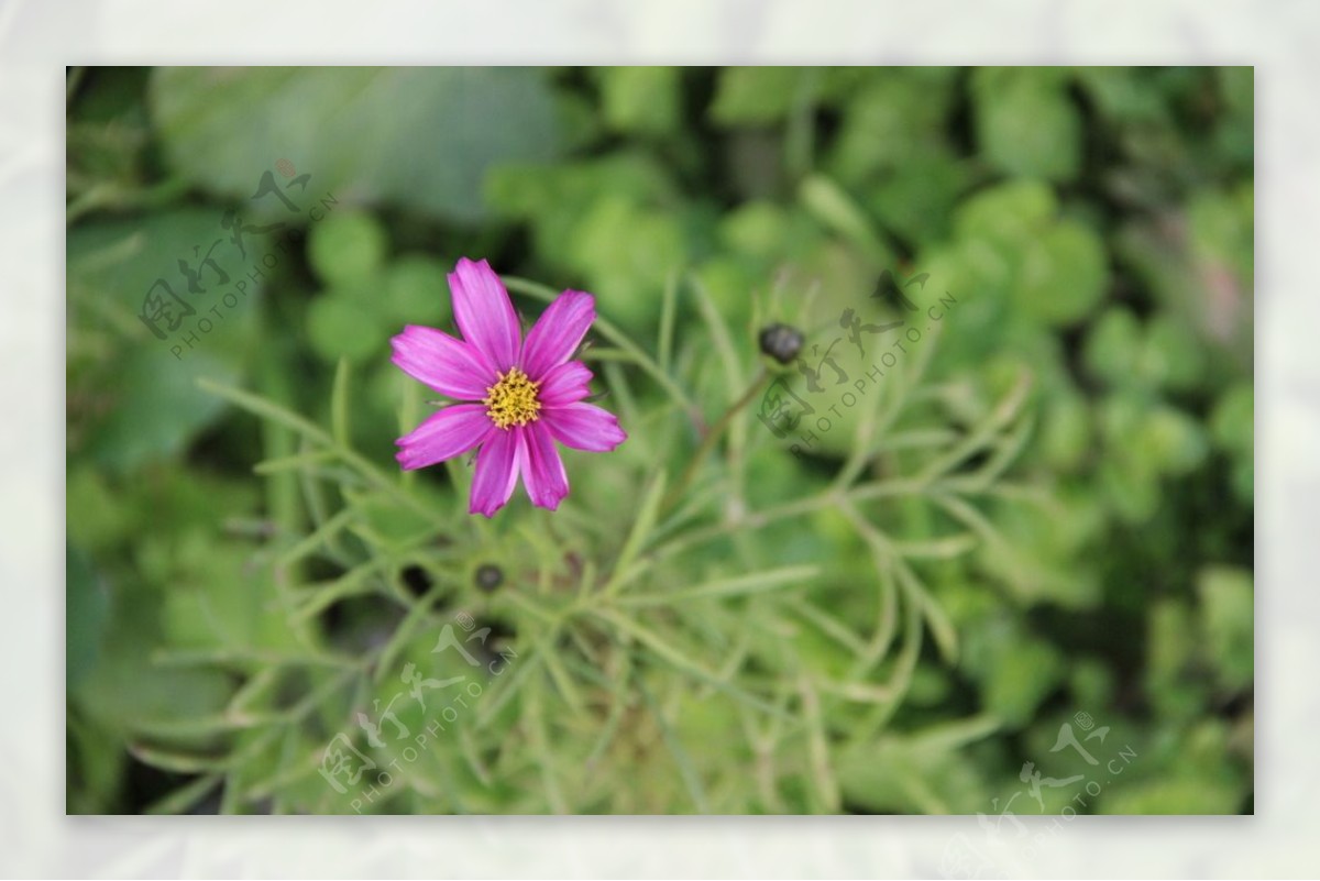 红色格桑花波斯菊