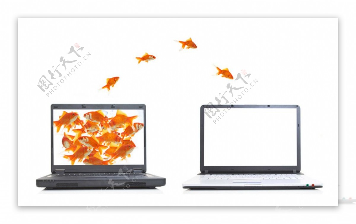 笔记本电脑金鱼跳动