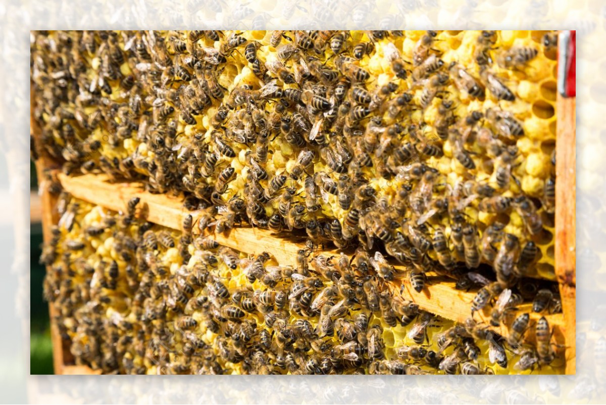 蜂巢里的蜂蜜