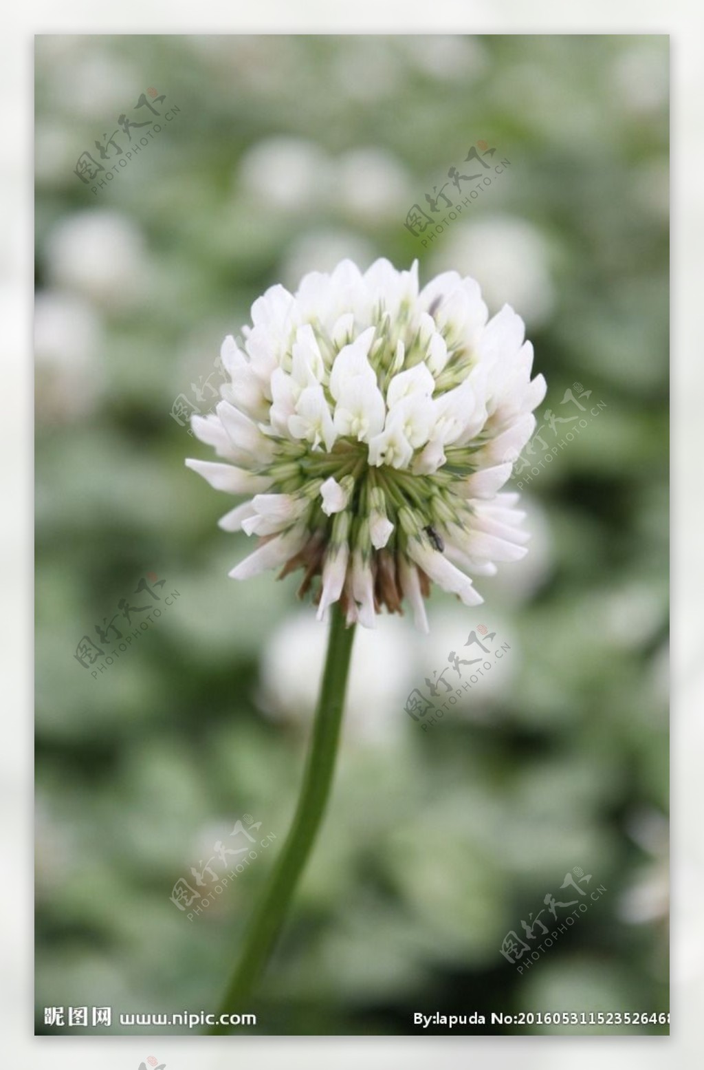 花摄影花卉野花