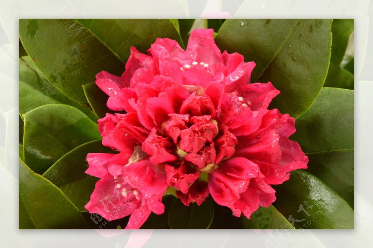 雨露杜鹃花