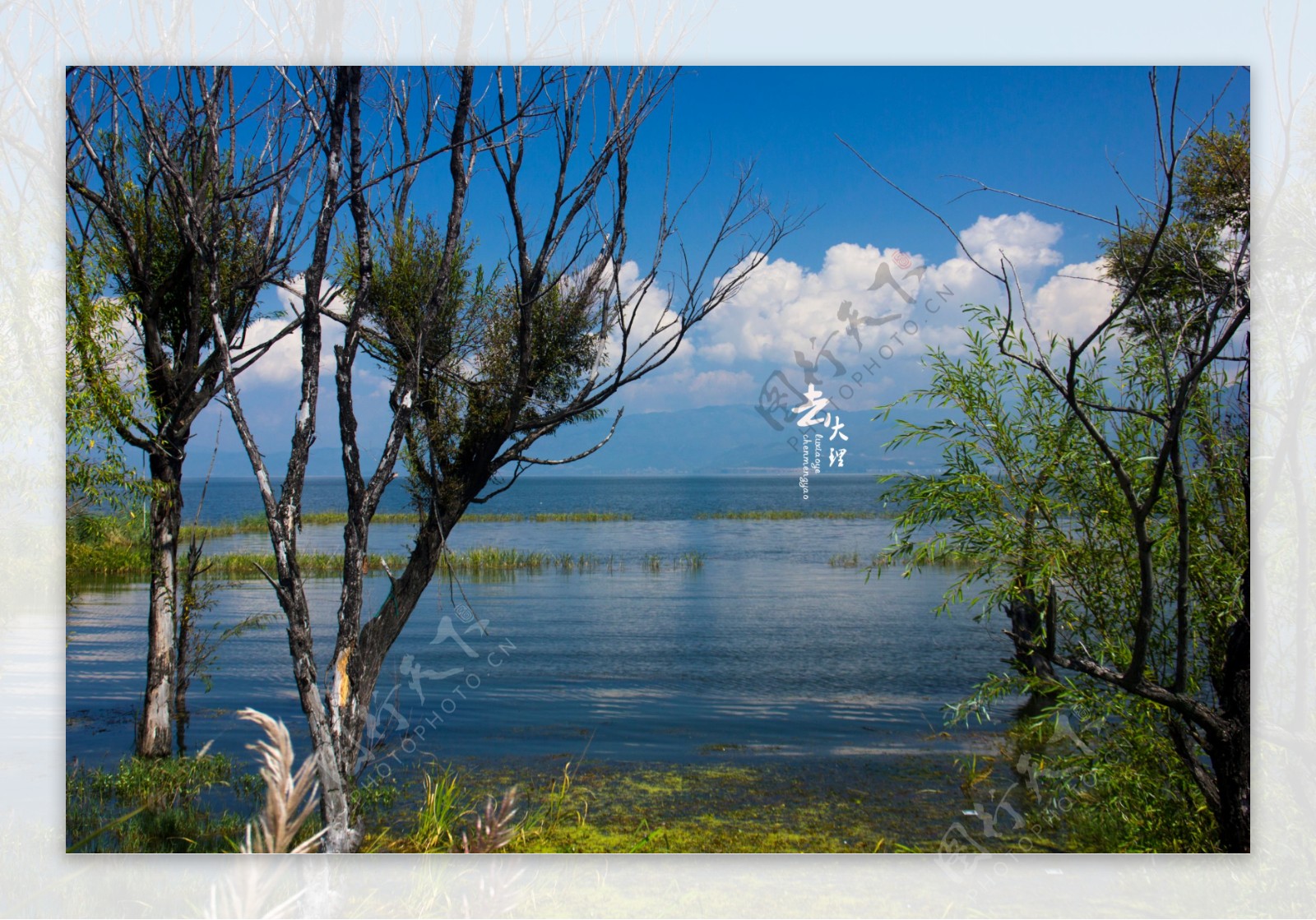 大理洱海枯树