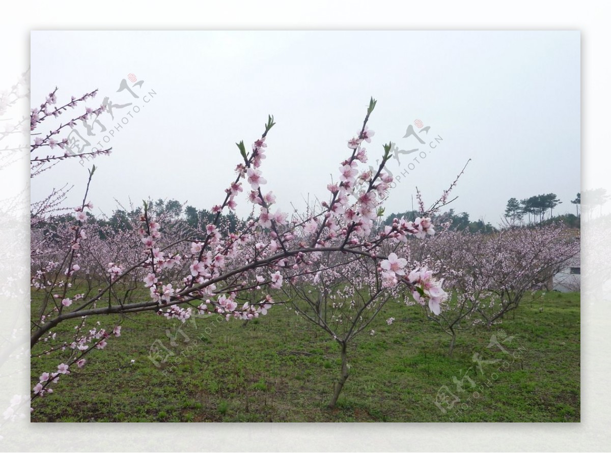 桃花源桃花