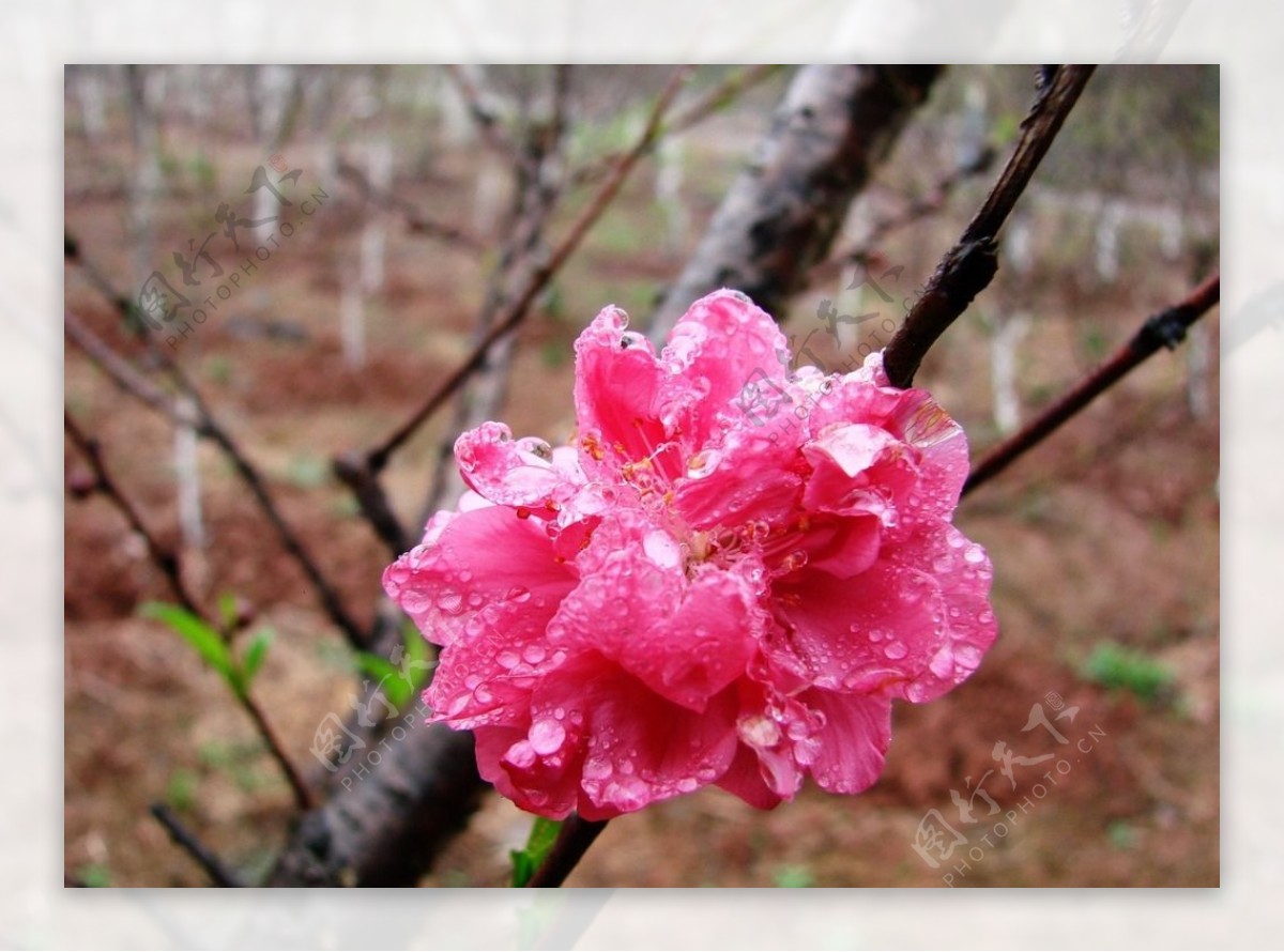 桃花