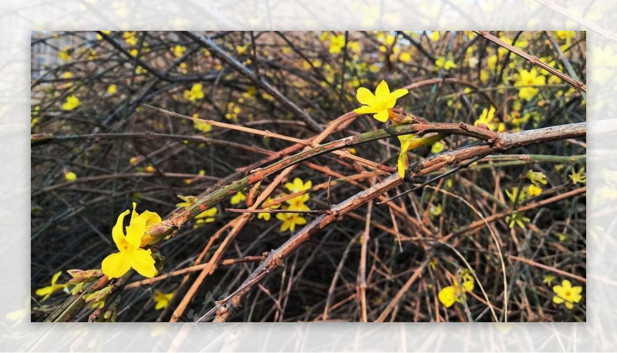 迎春花开