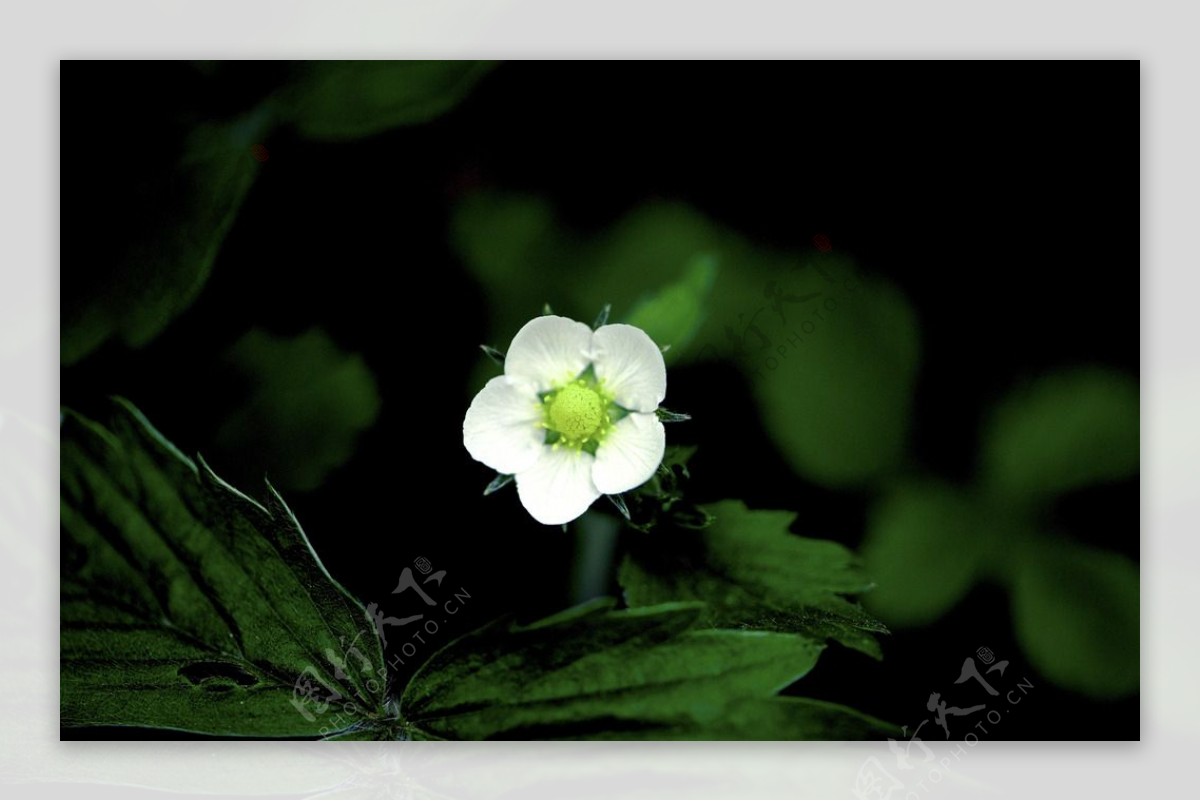 绿芯白花