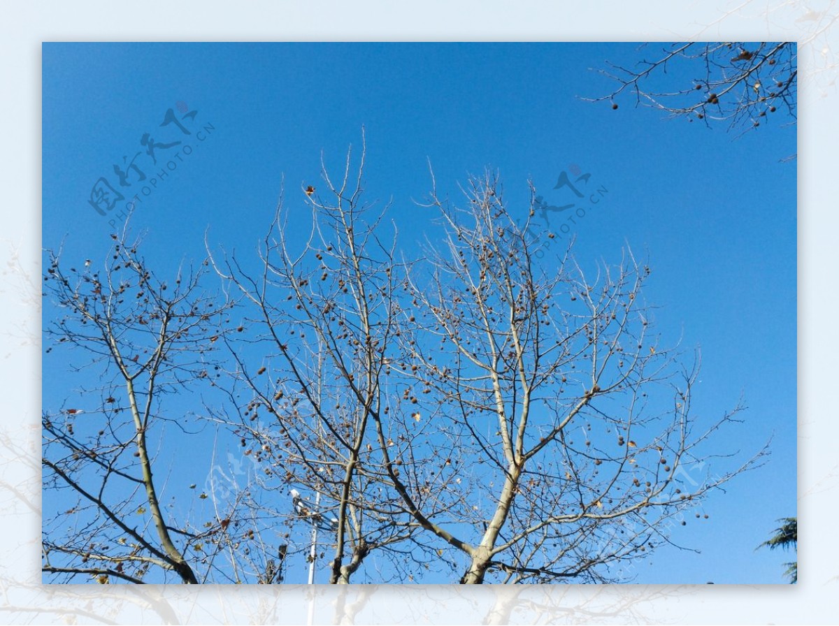 树梢上的蓝天