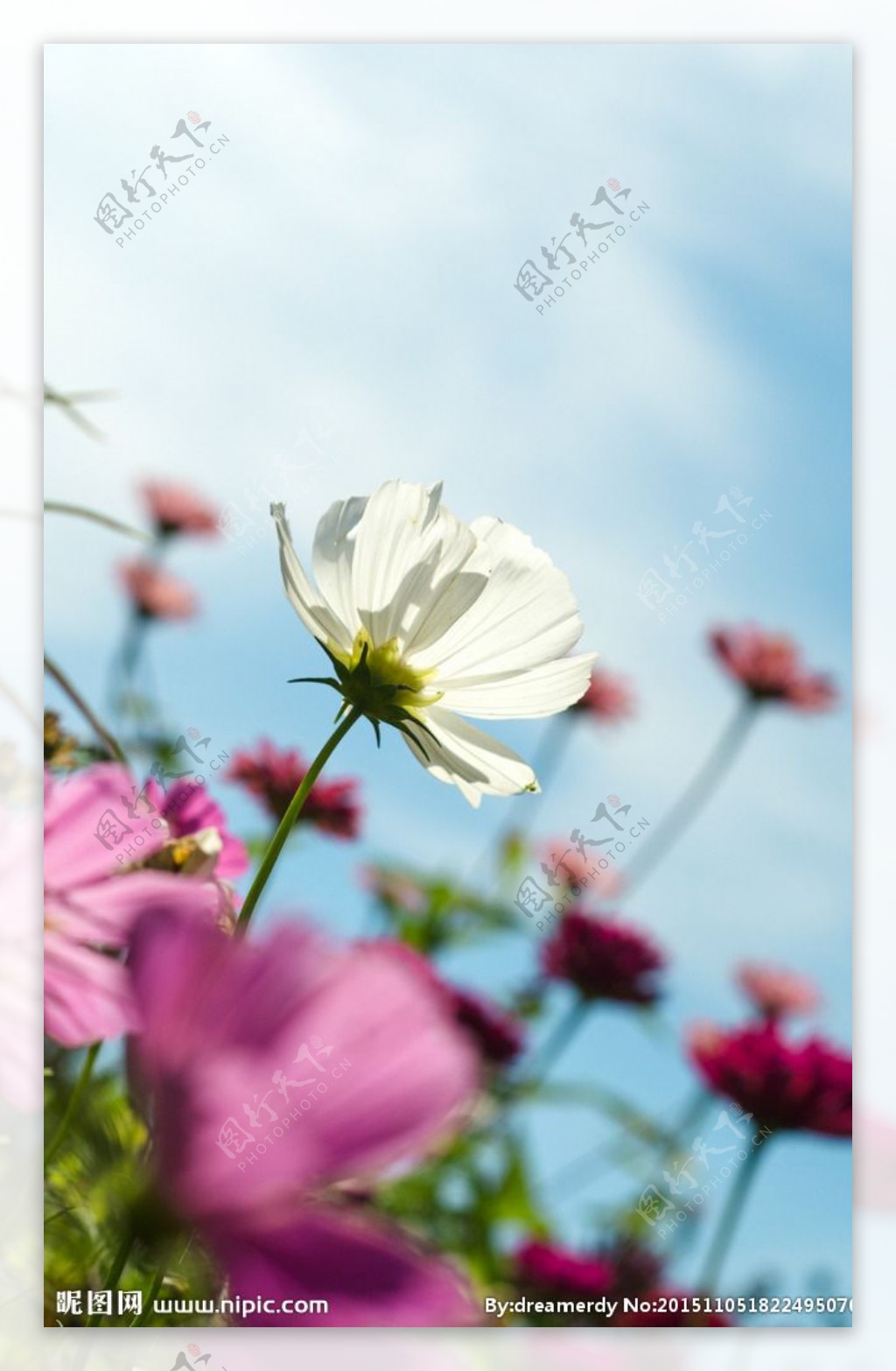 花丛中的白色格桑花