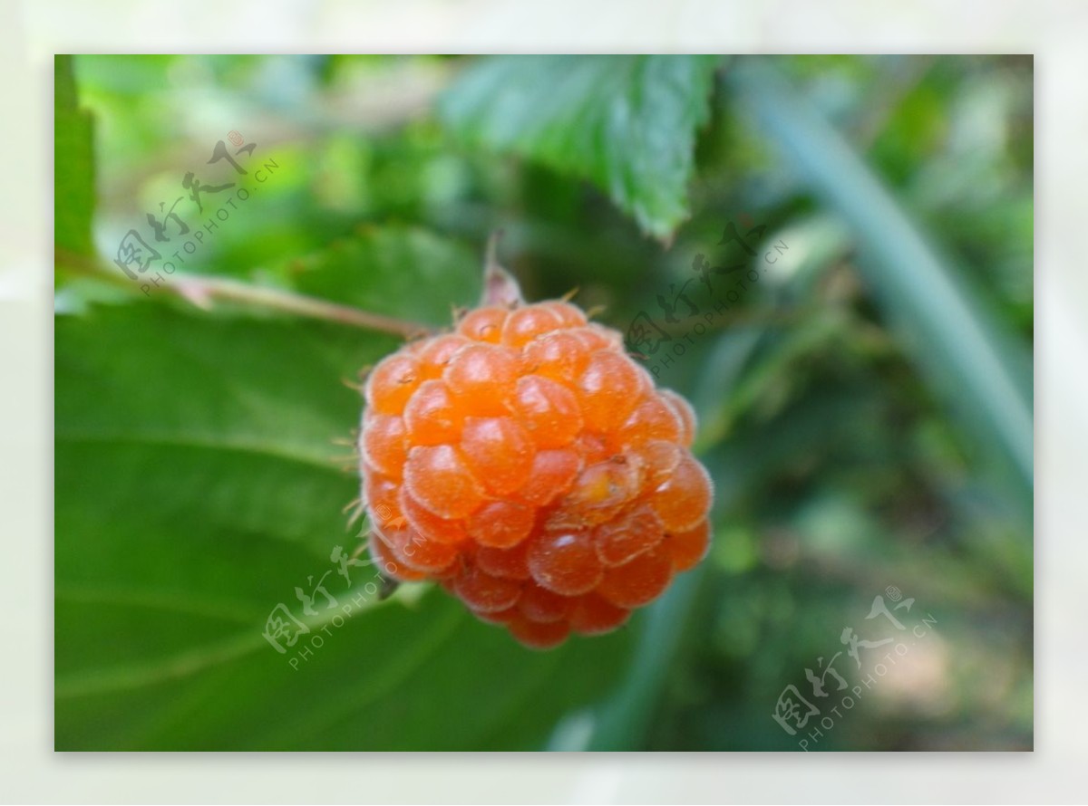 三月刺莓图片,刺莓图片,刺莓果图片_大山谷图库