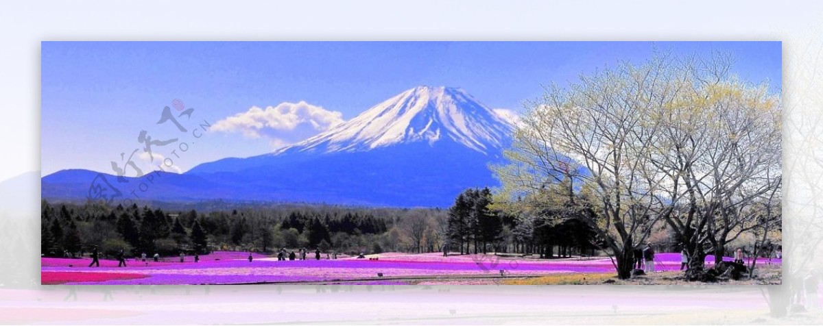 富士山山脚下春色