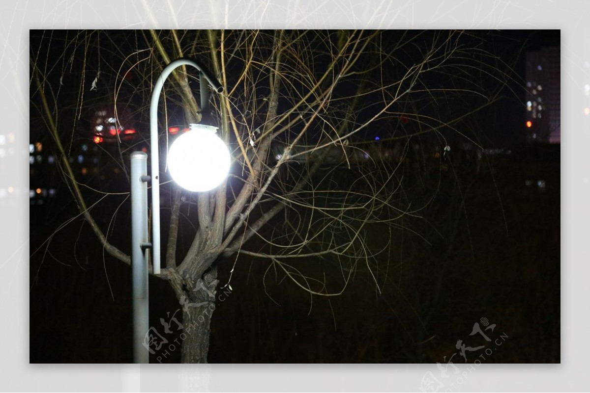 路灯照着冬日的树