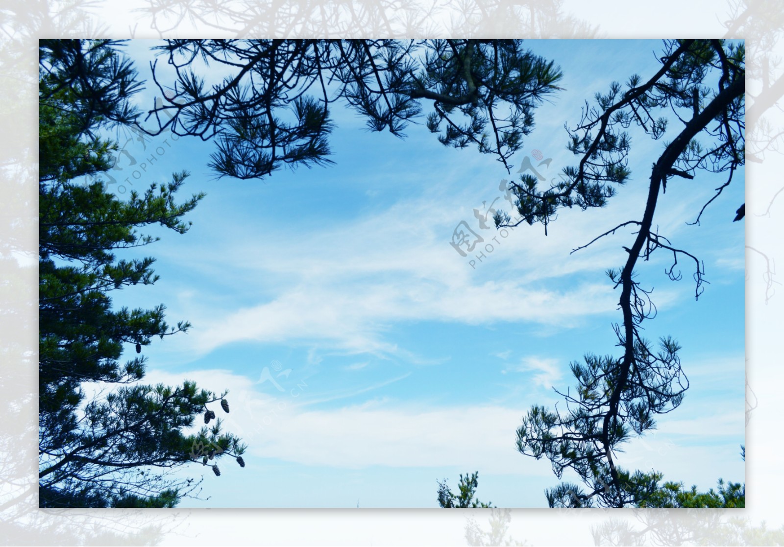 蓝色天空树