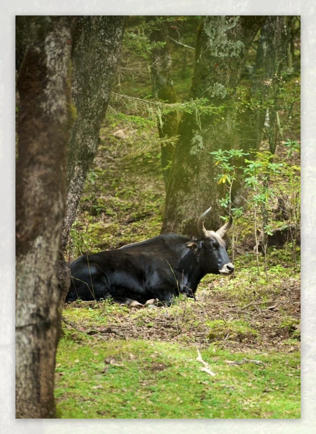 森林中休憩的牛