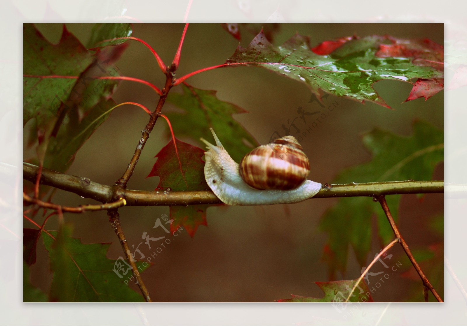 树枝山的蜗牛