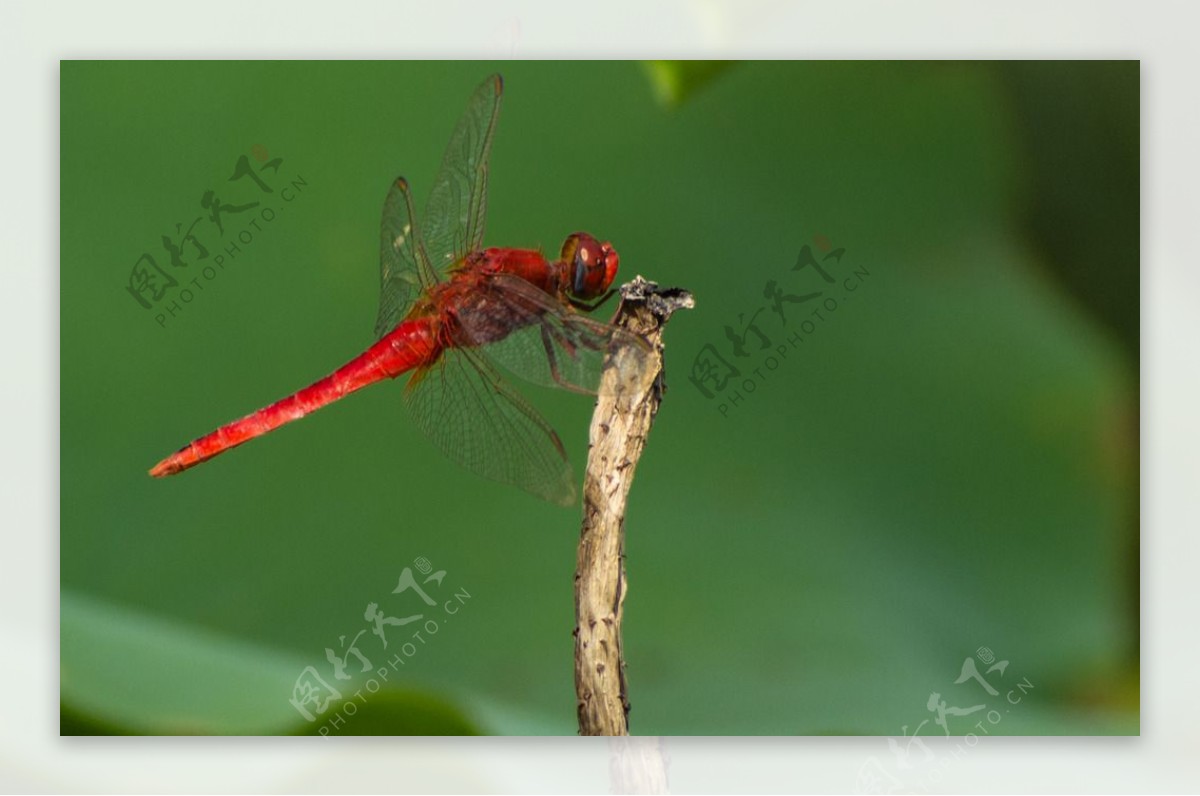 荷塘红蜻蜓蜻蜓