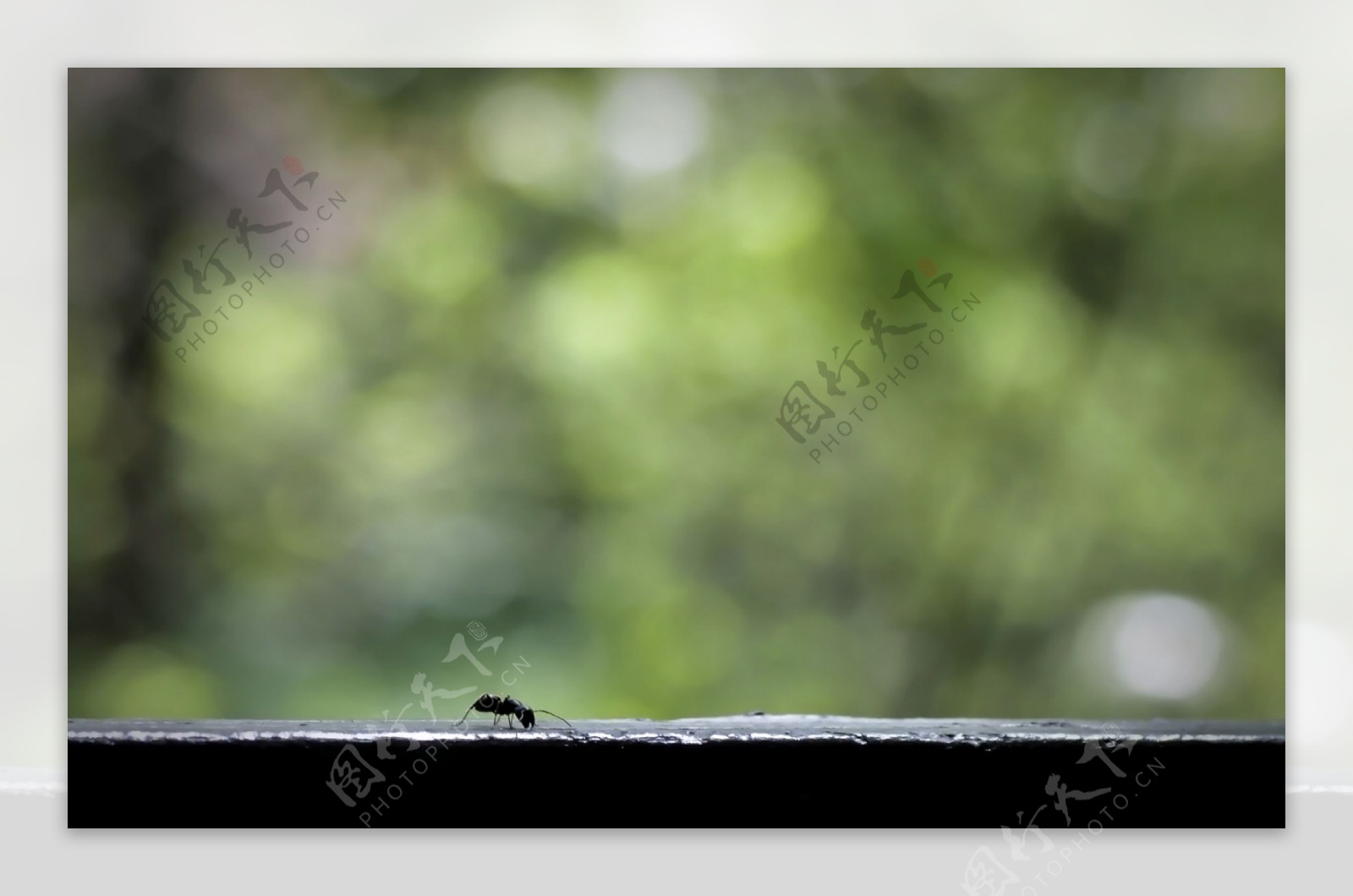 窗台上的蚂蚁意境图
