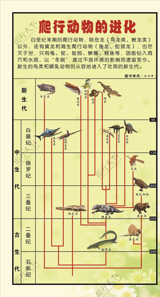 生物展板爬行动物的进化