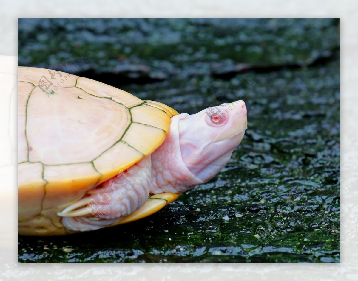 白化草龟草龟