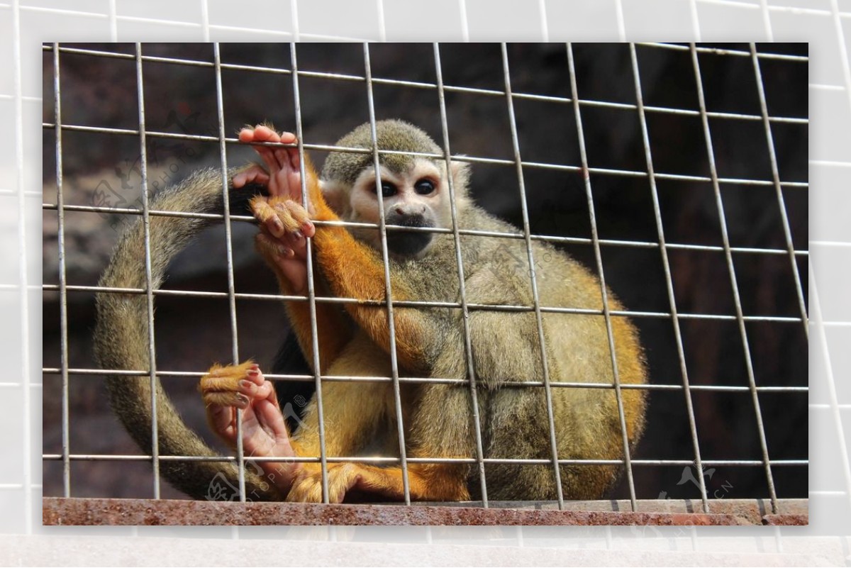 动物园笼子中的猴子