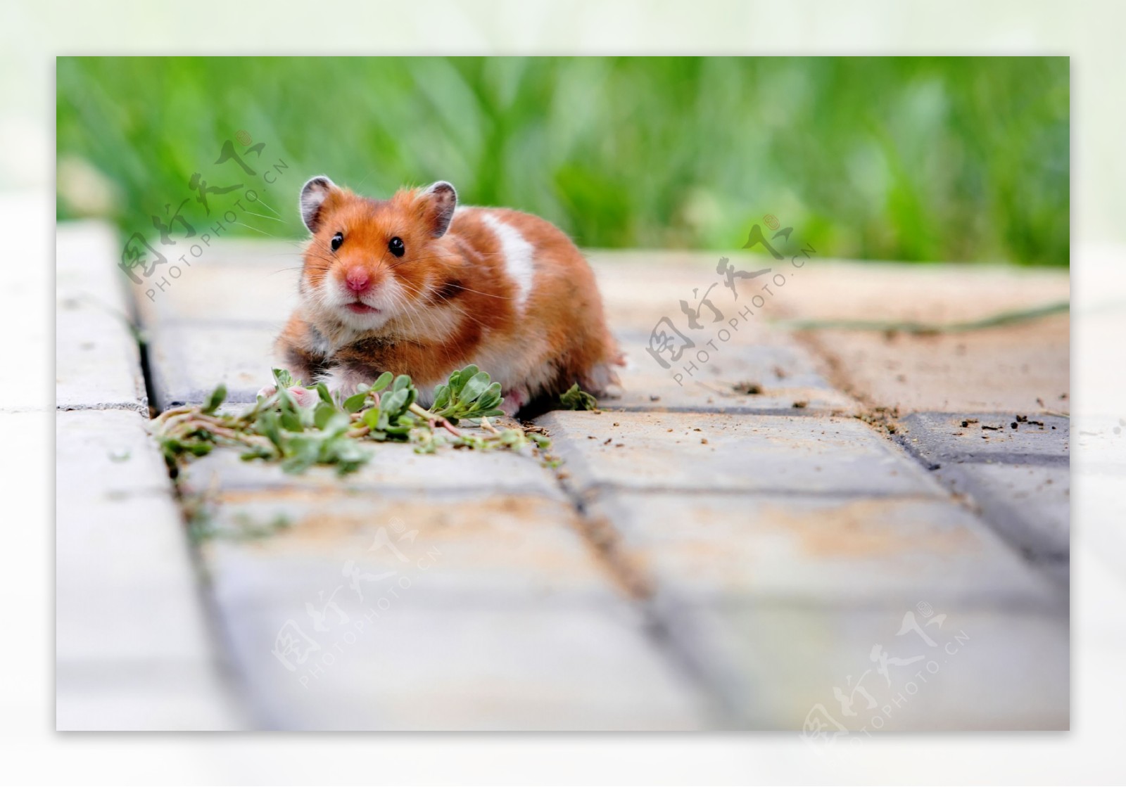 棕色和棕色的豚鼠照片摄影图片_ID:373935906-Veer图库