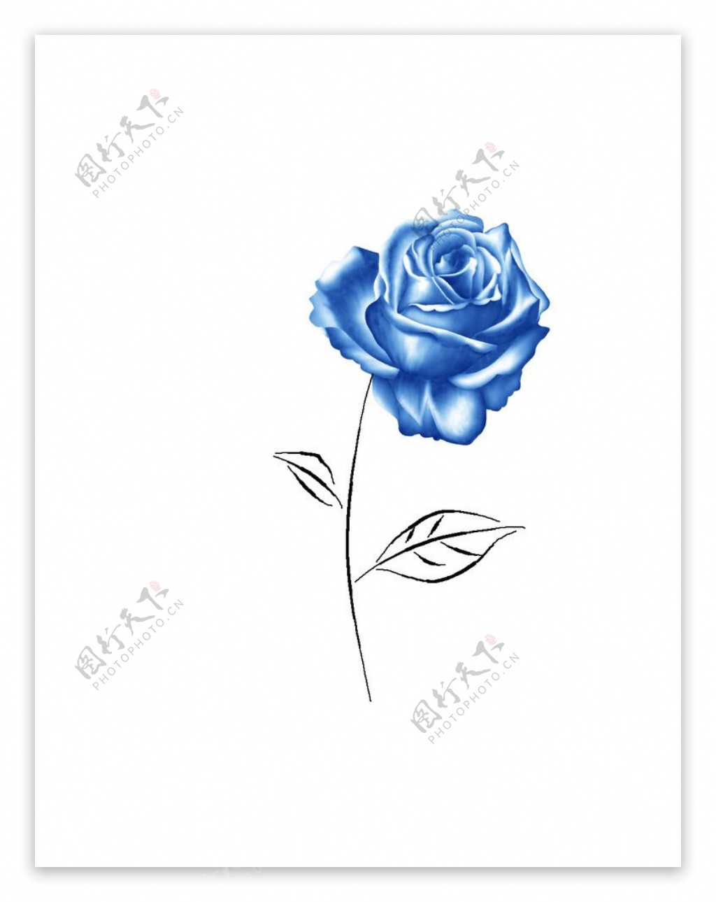蓝色妖姬玫瑰