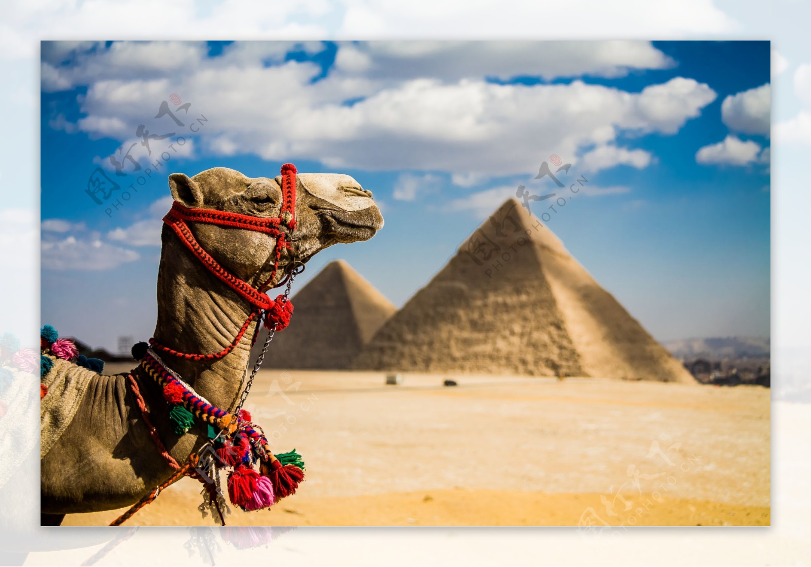 骆驼与金字塔图片