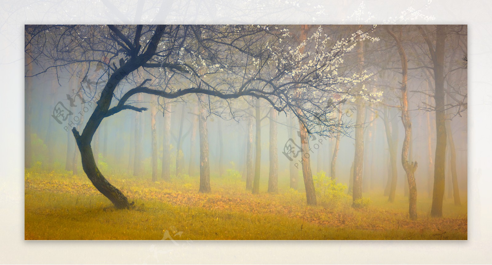 迷雾中树林风景图片