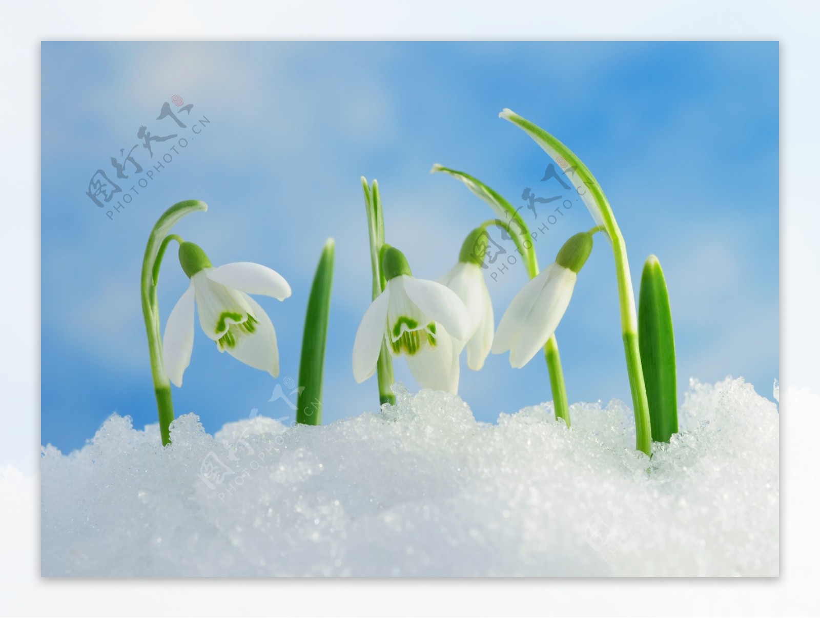 冰雪里的花朵图片