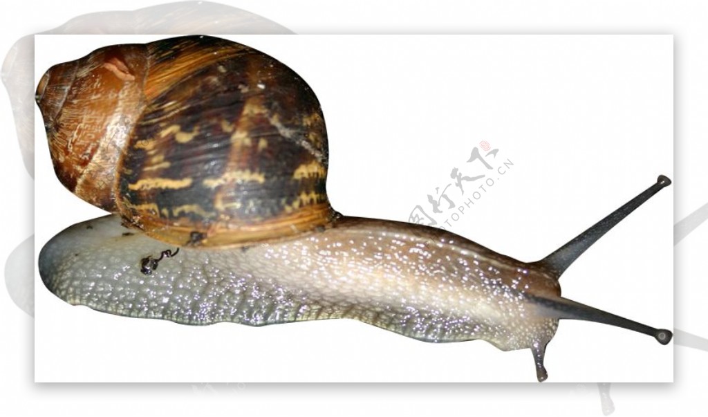 爬行的蜗牛免抠png透明图层素材