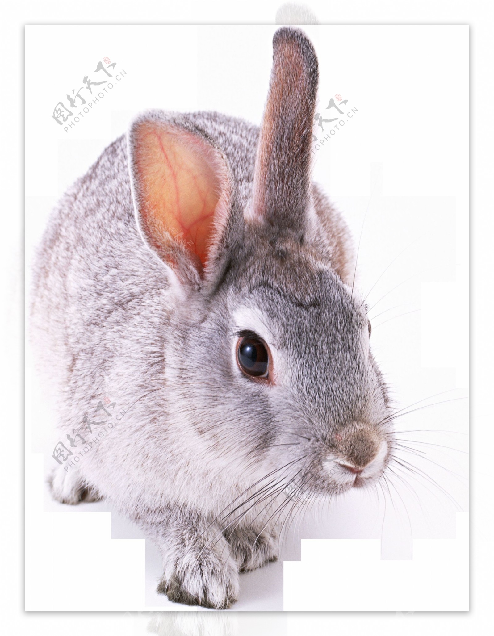 可爱温顺的小兔子免抠png透明图层素材