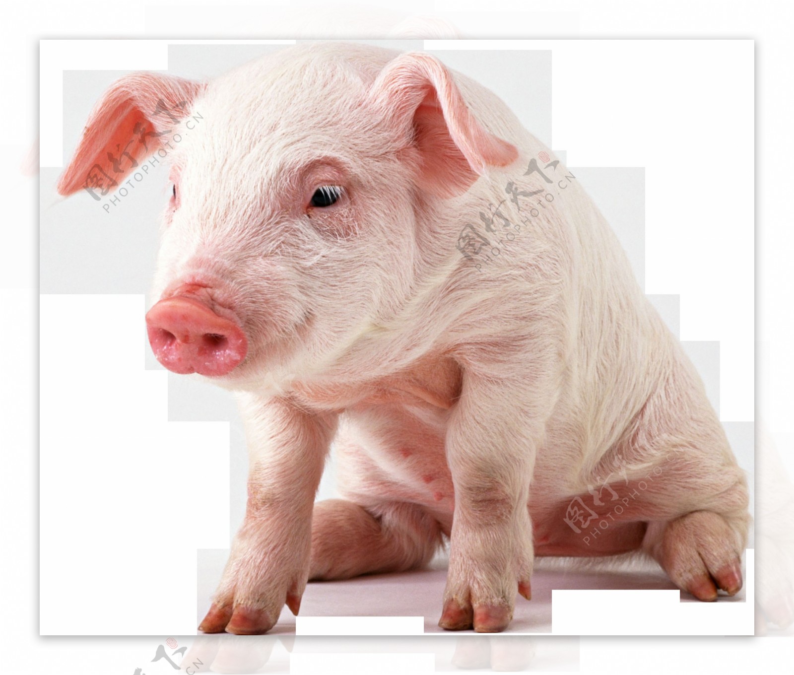 坐地上的猪免抠png透明图层素材