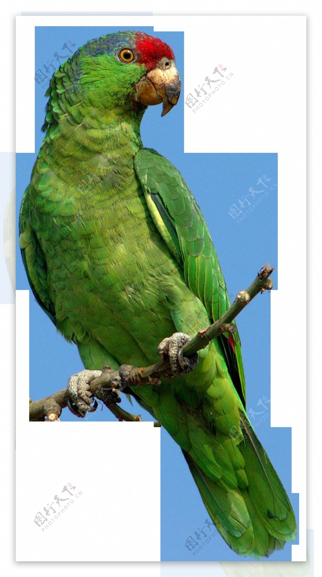 站树枝上的绿色鹦鹉免抠png透明图层素材