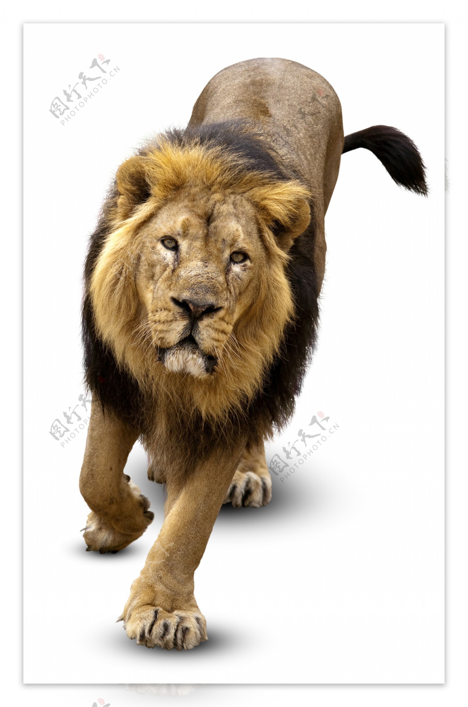 高清狮子摄影素材图片
