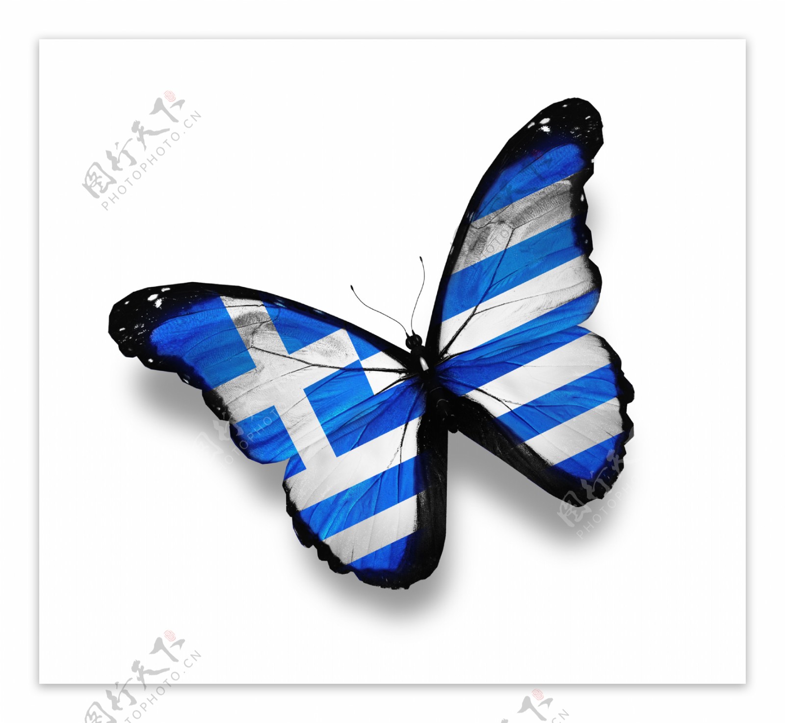 希腊国旗蝴蝶图片