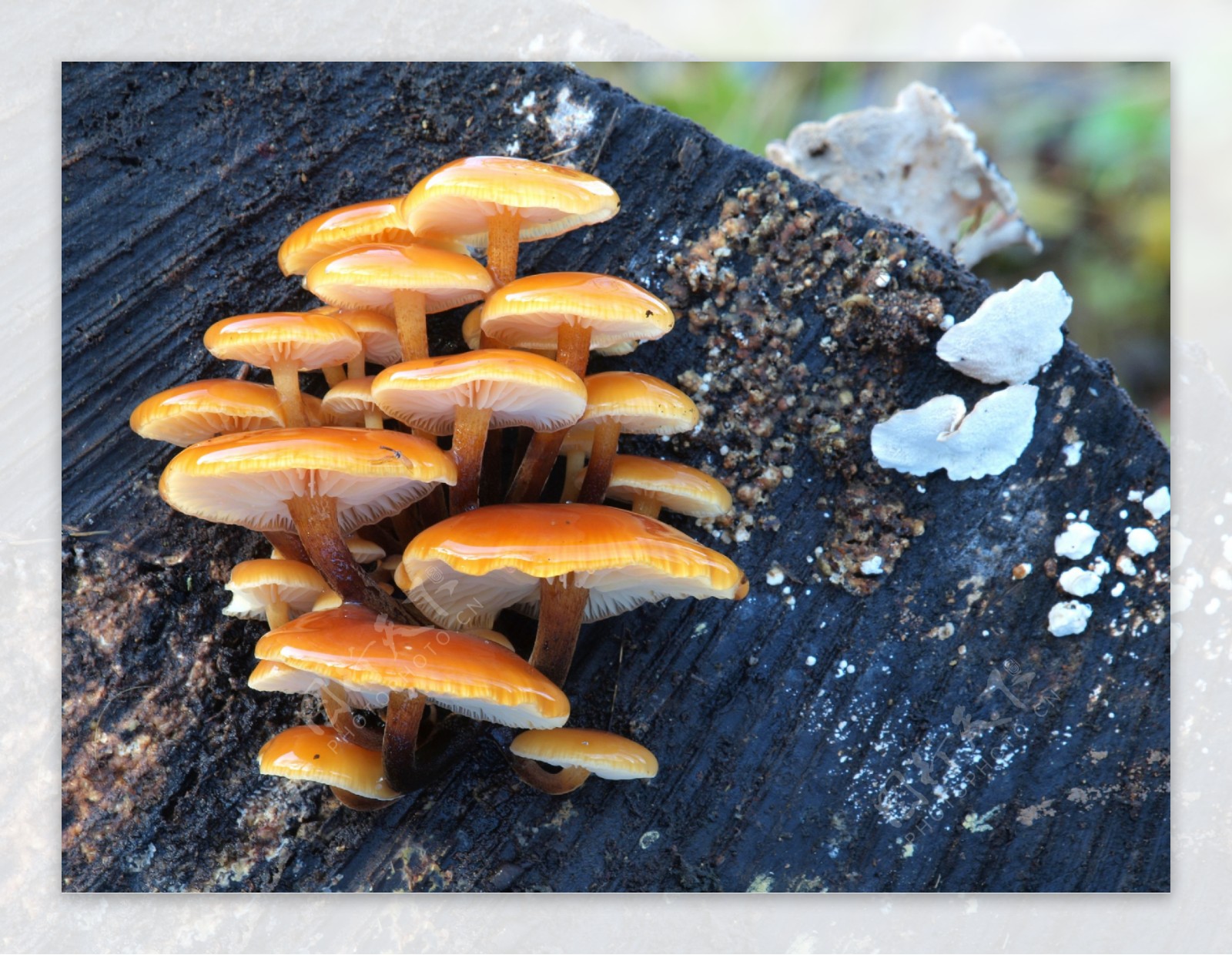 木头上的蘑菇图片
