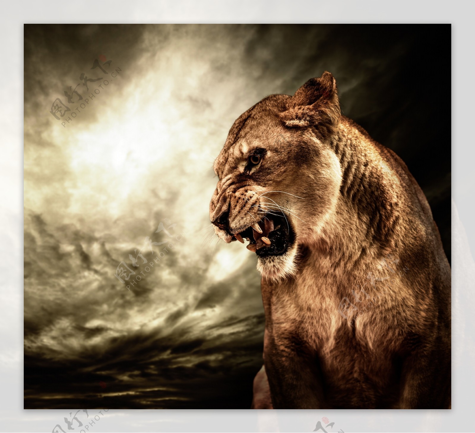 愤怒的狮子图片