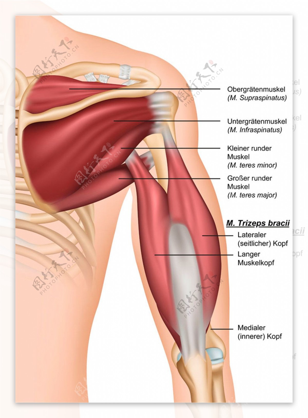 男性手臂肌肉结构图片