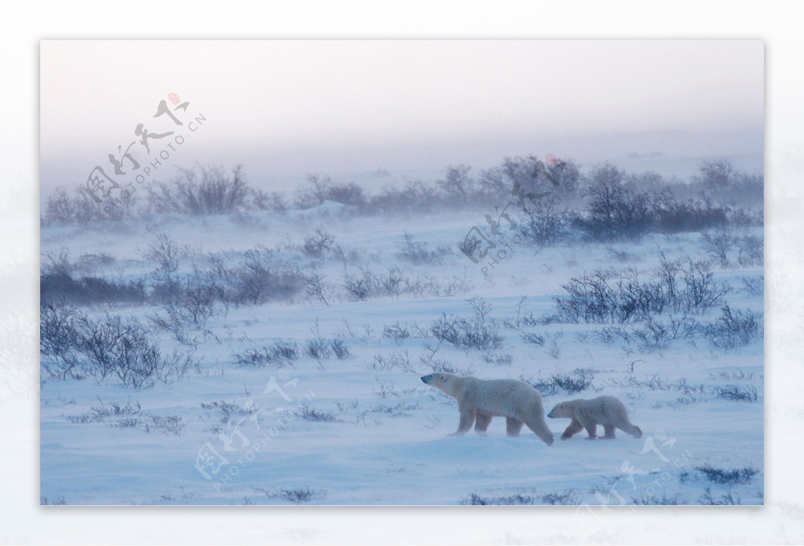 雪地上的两只北极熊图片