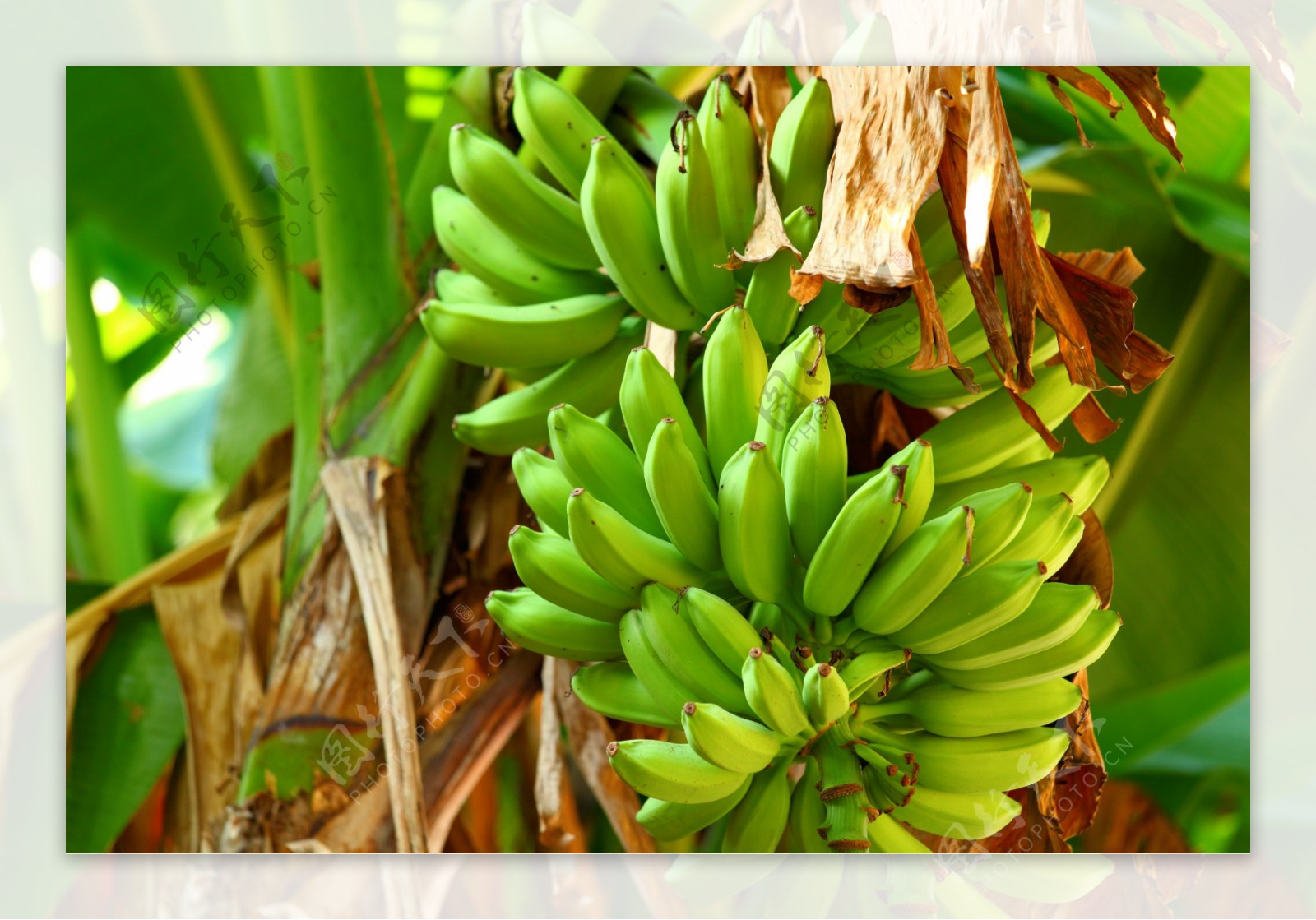 香蕉树上的香蕉图片
