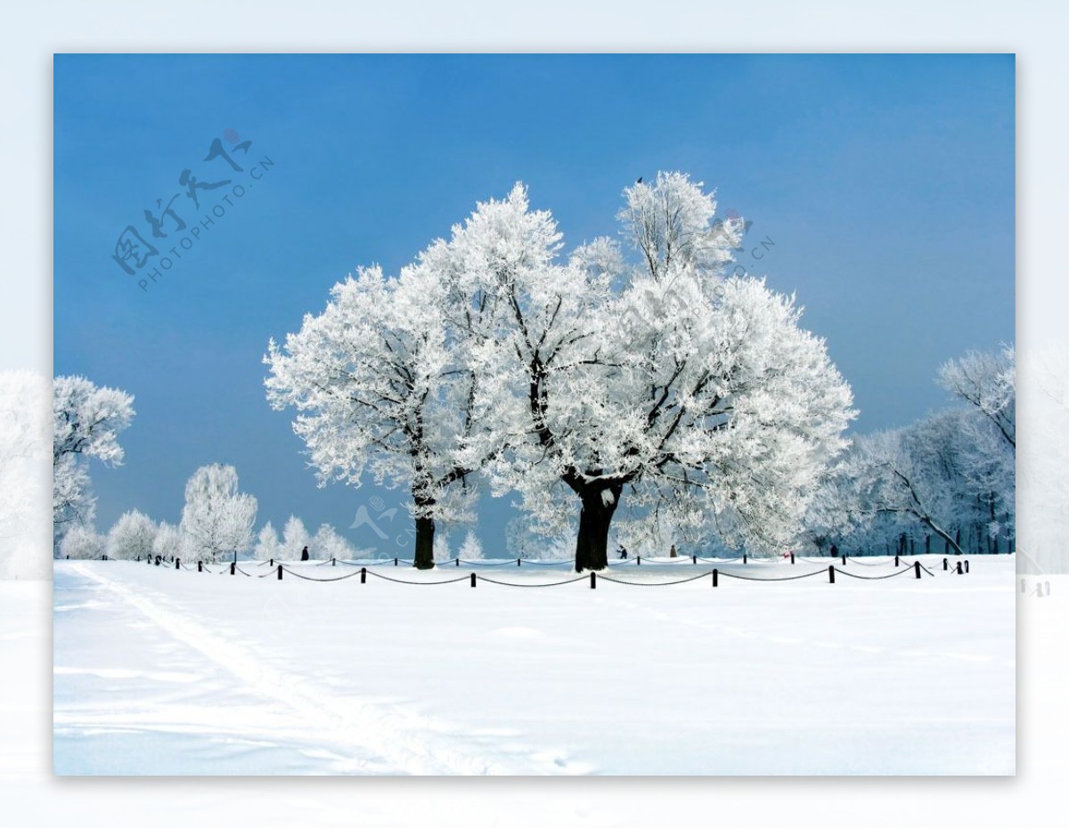 雪地大树冬天风景图片
