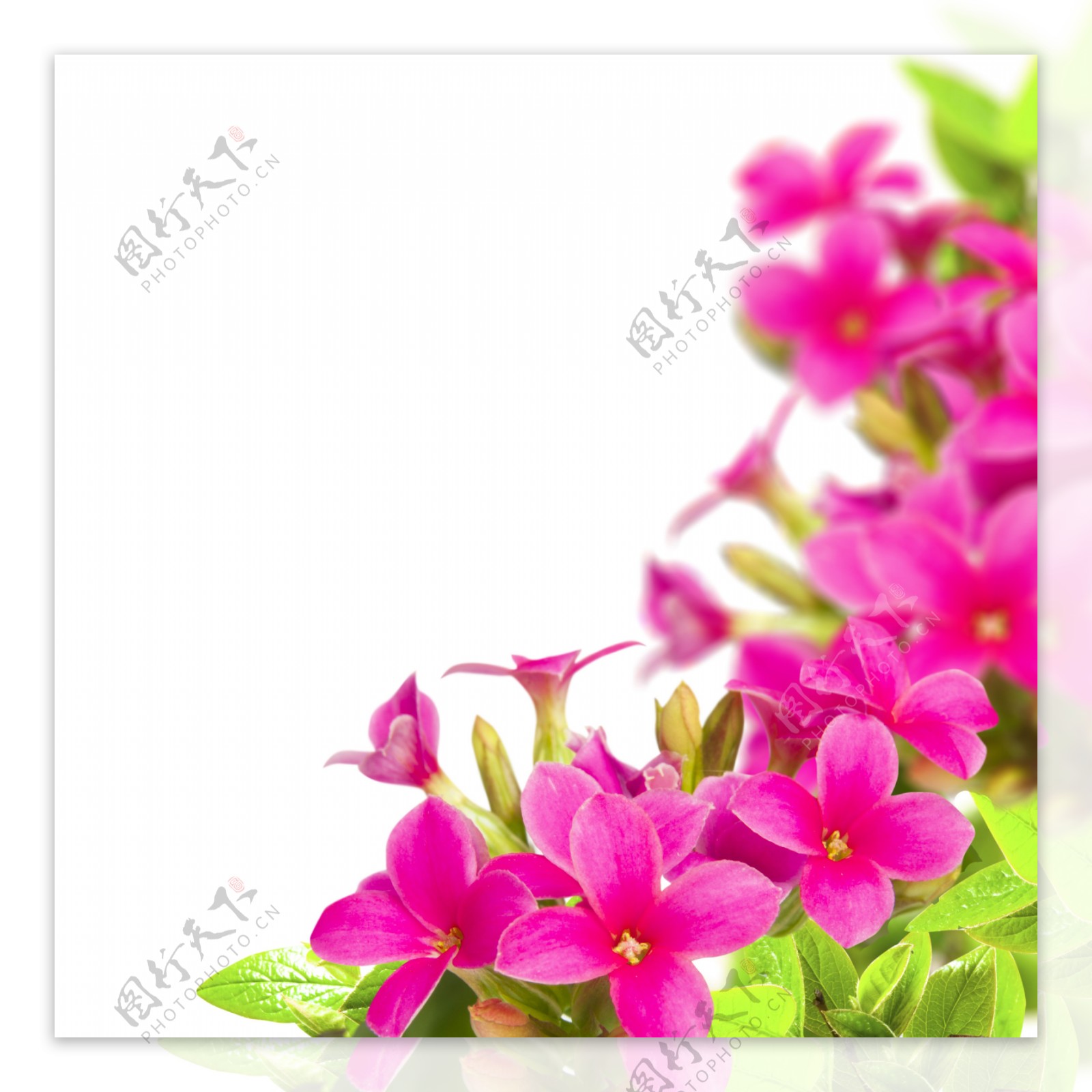 紫红色小花边框背景图片