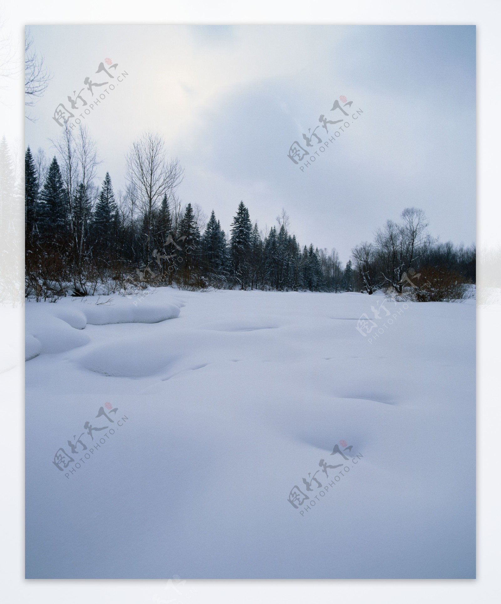 天空下树林雪景图片