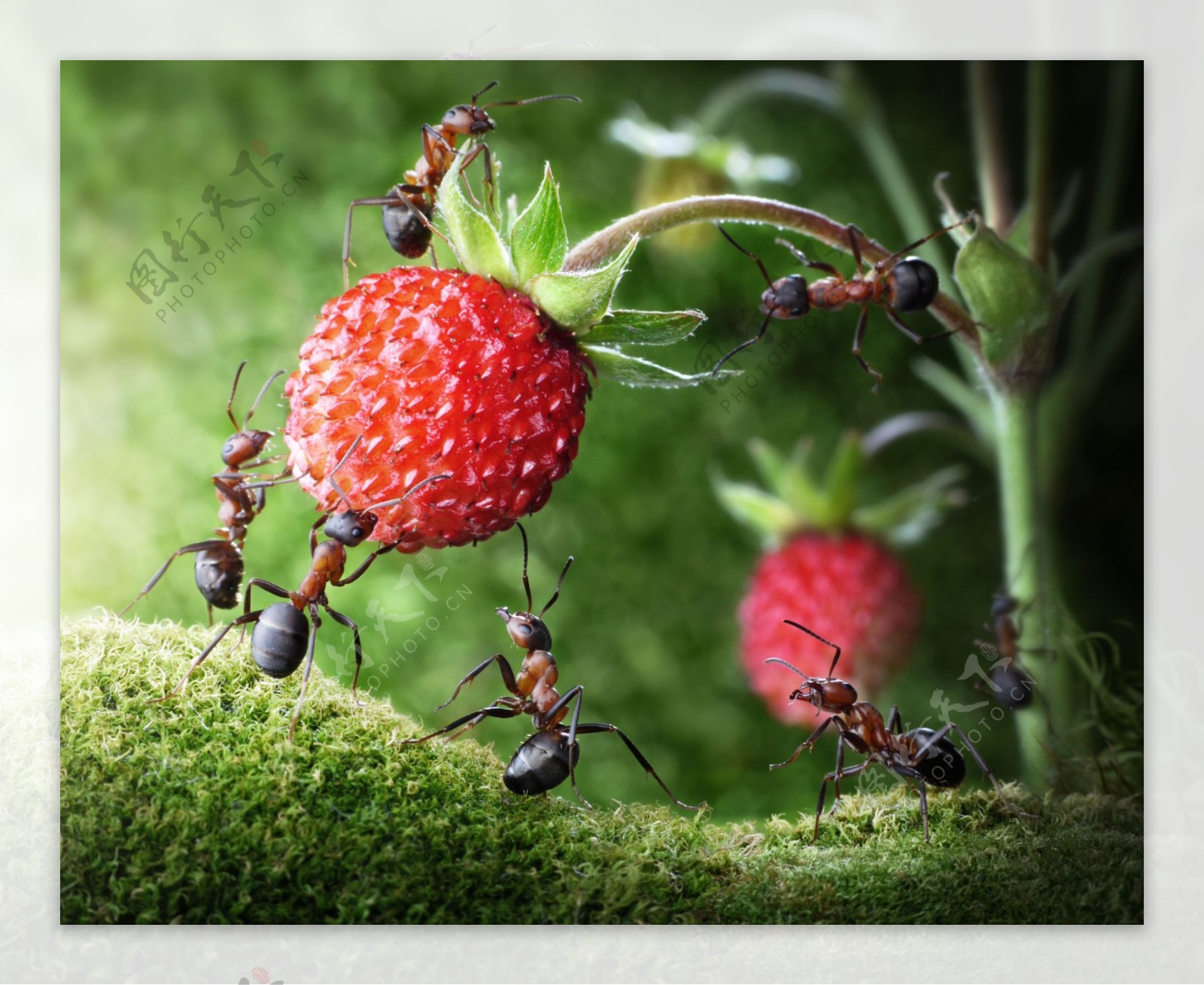在摘果实的蚂蚁图片