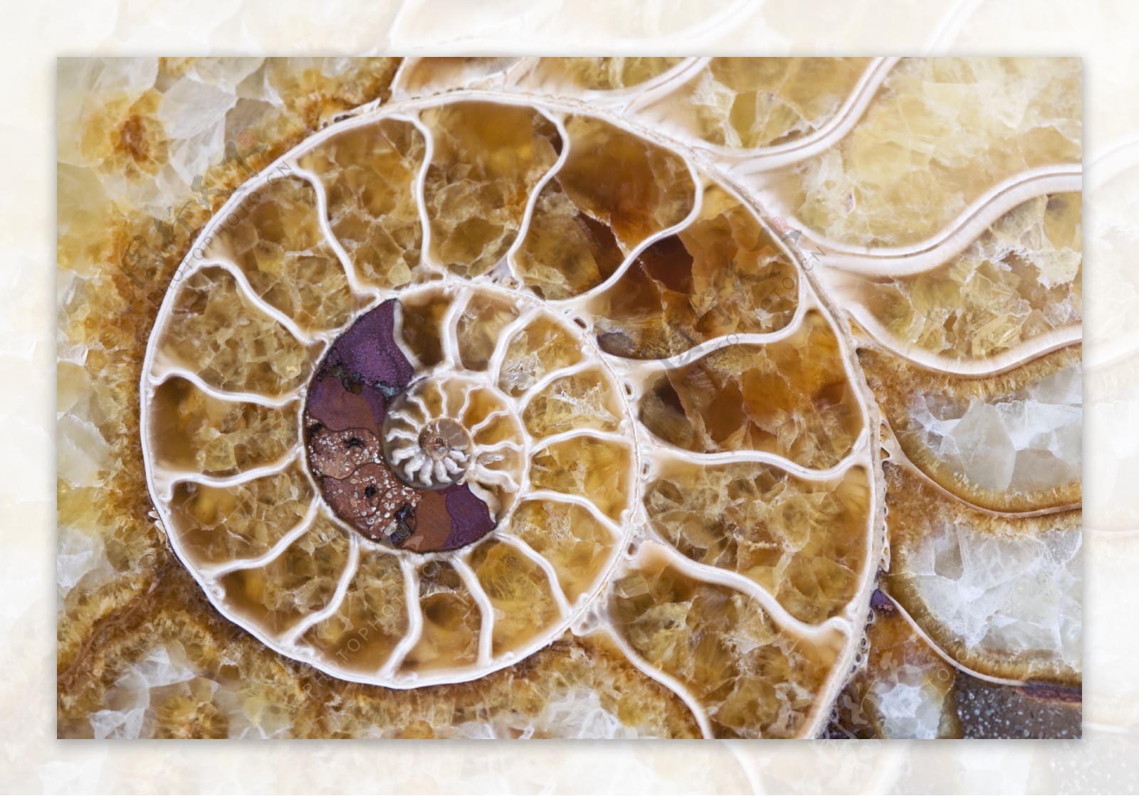 海螺化石图片