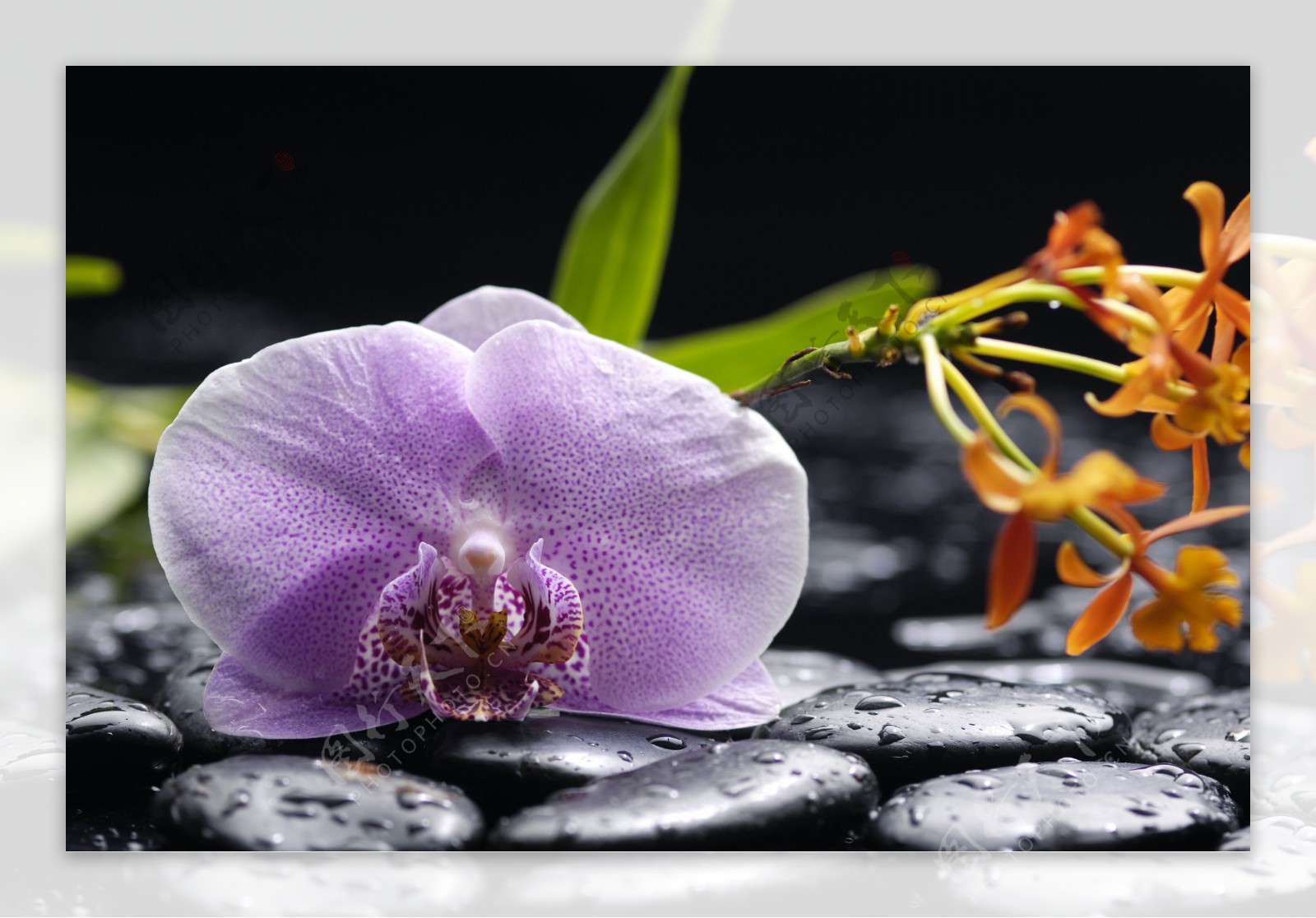 紫罗兰与鹅卵石图片