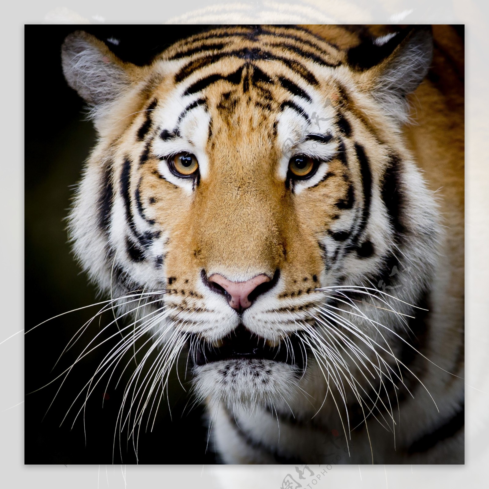 漂亮的大老虎图片