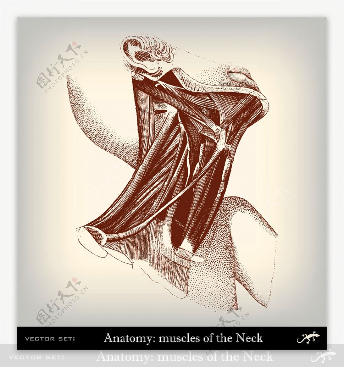 人体颈部肌肉图片