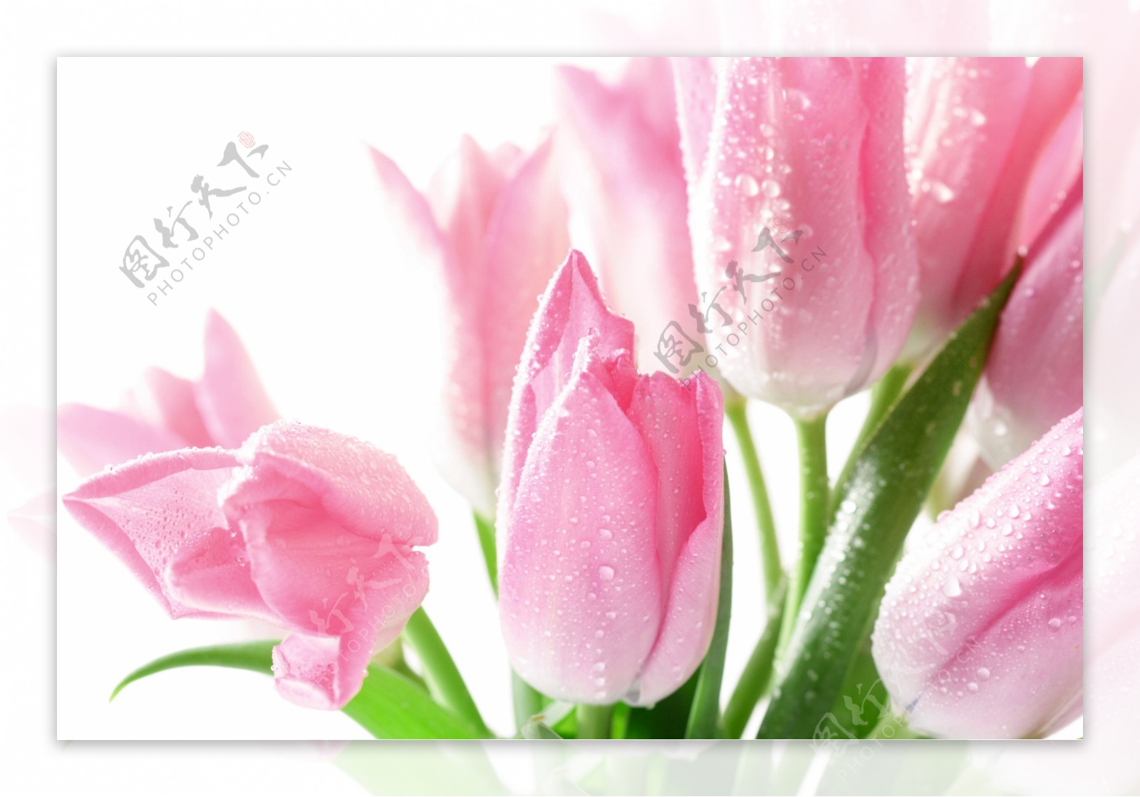 美丽郁金香鲜花背景图片