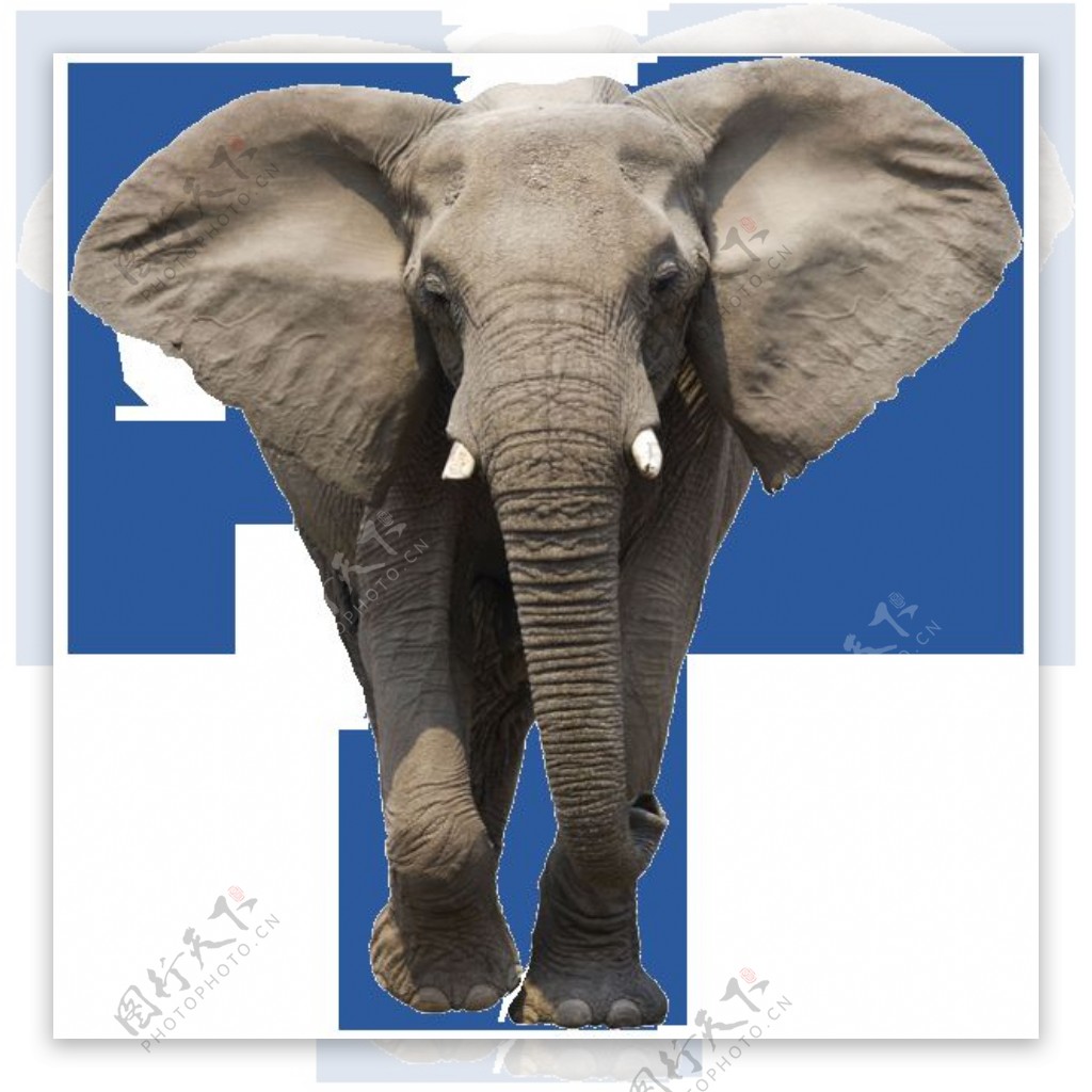 正在走路的大象图片免抠png透明图层素材